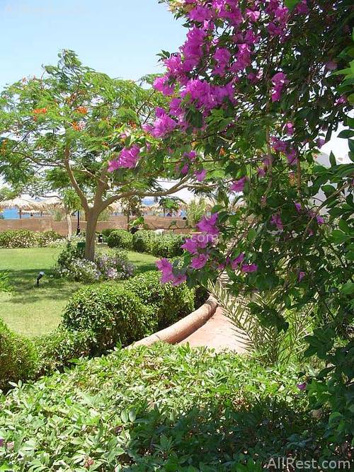 Swiss Inn Golden Beach 8